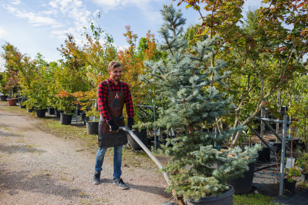 Trusted Richmond, TX Tree Services Experts